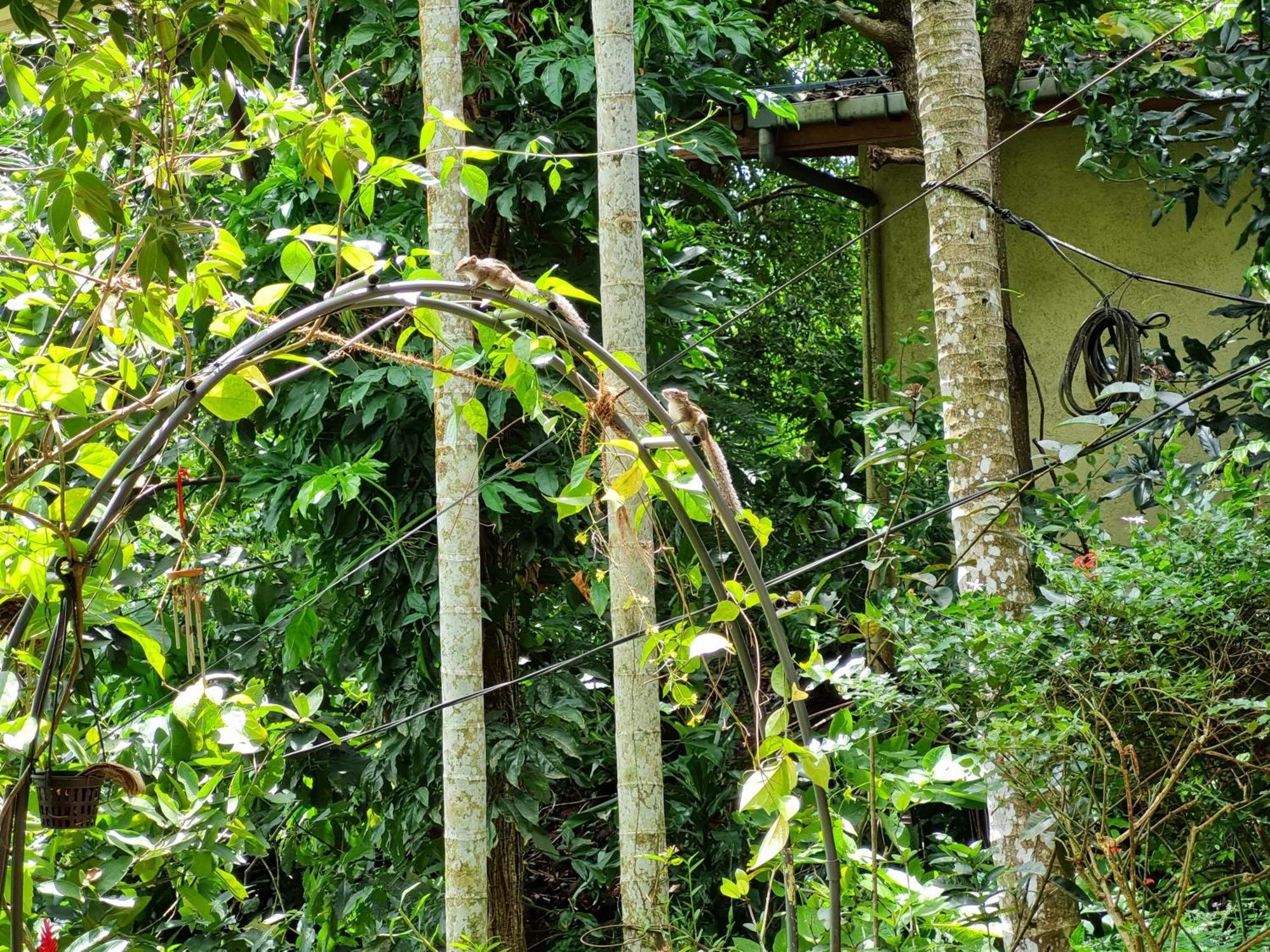 Squirrel'S Nest Hotel Kandy Eksteriør billede
