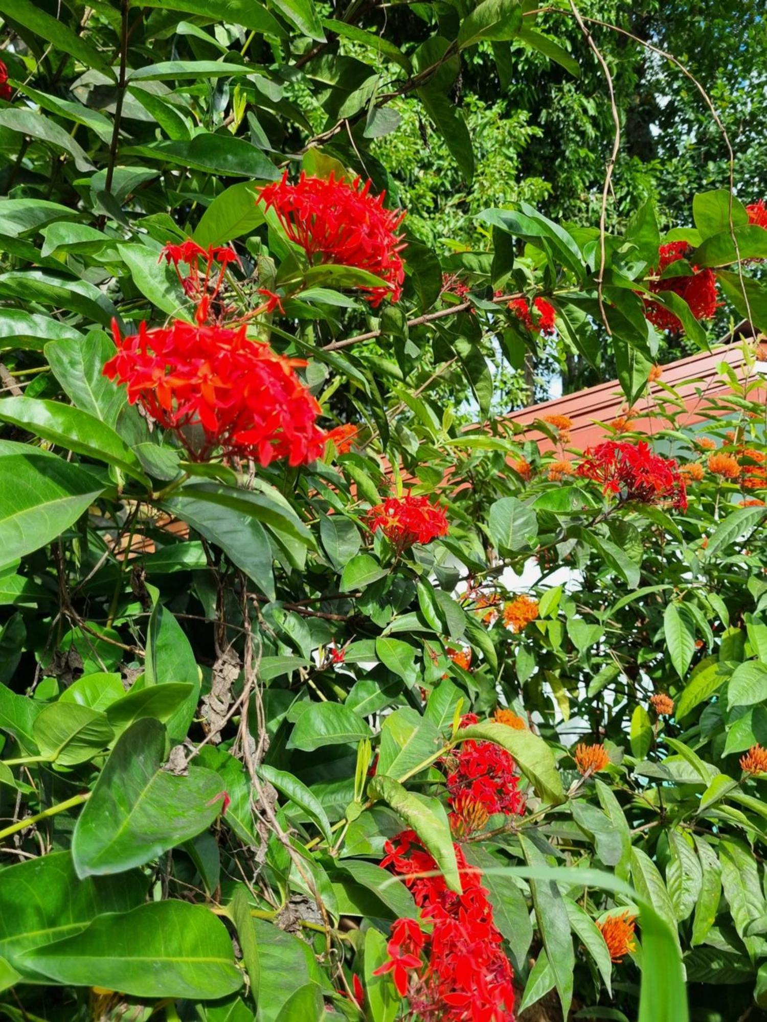 Squirrel'S Nest Hotel Kandy Eksteriør billede